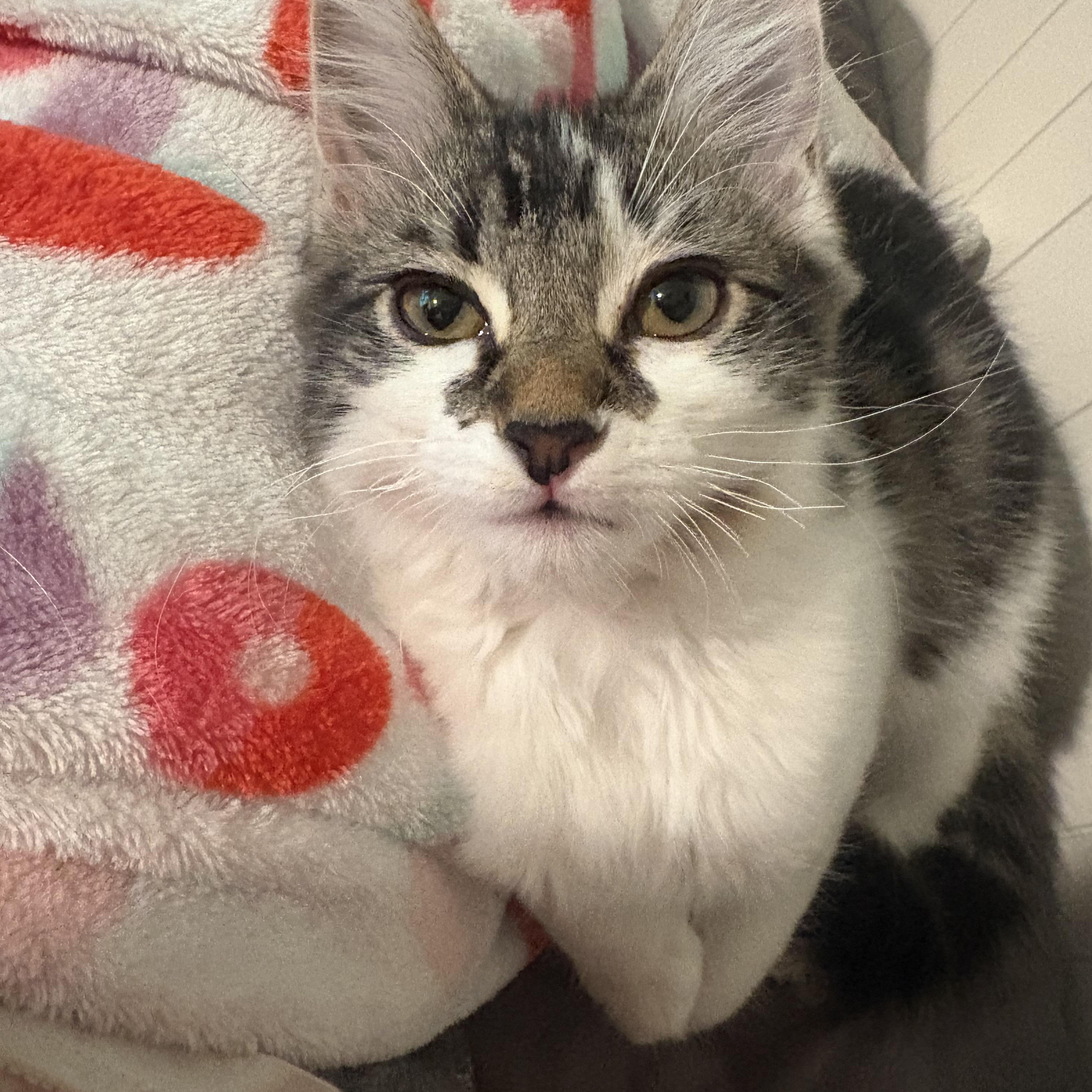 Babybel, a Adoptable Domestic Medium Hair in Woodinville, WA image 6/6