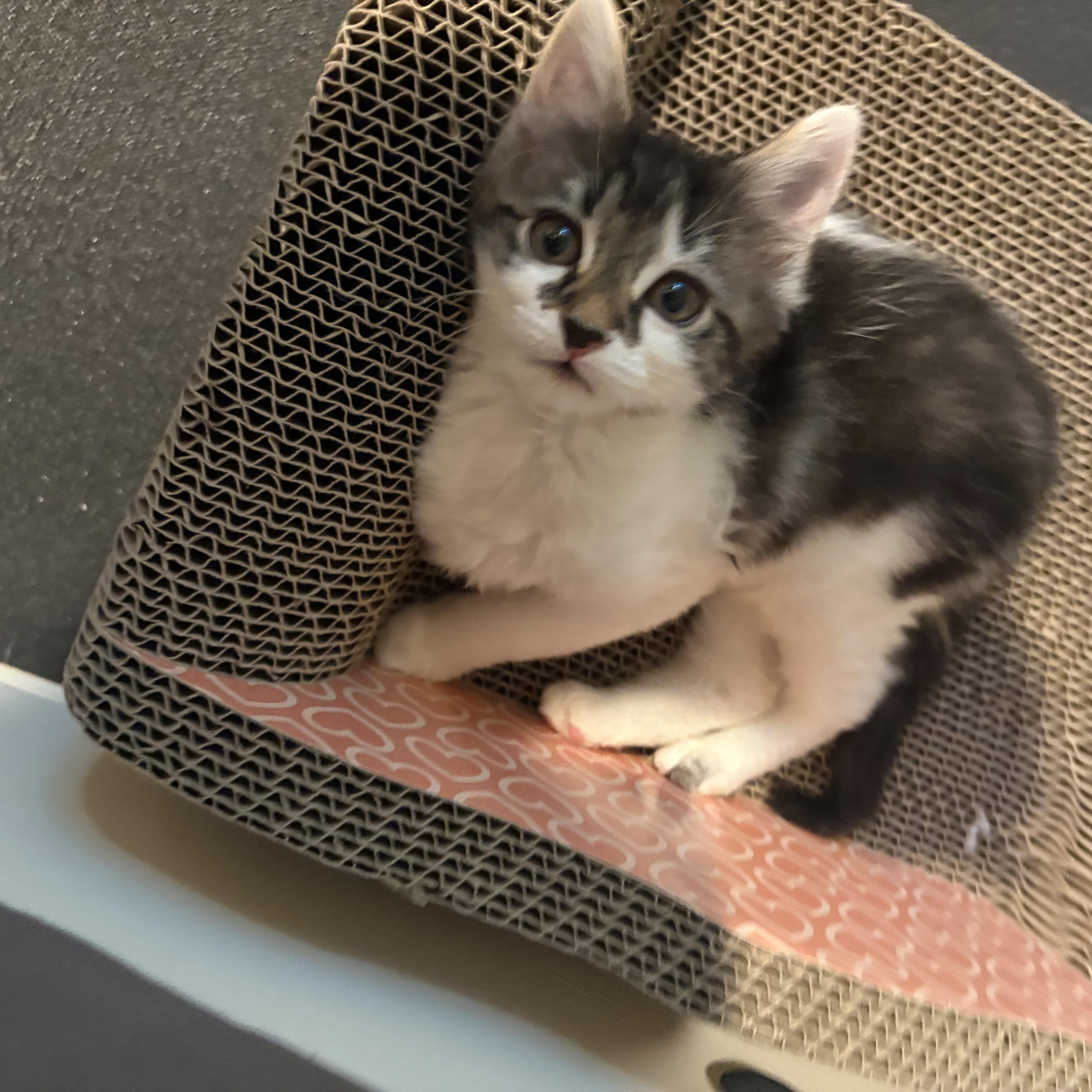 Babybel, a Adoptable Domestic Medium Hair in Woodinville, WA image 3/6