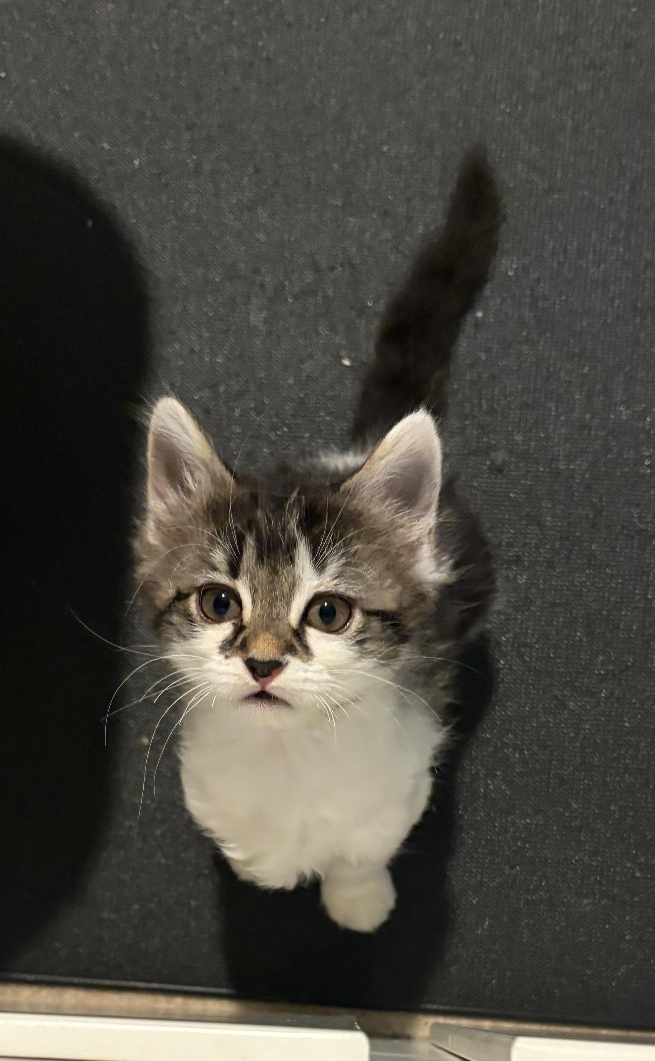 Babybel, a Adoptable Domestic Medium Hair in Woodinville, WA image 5/6