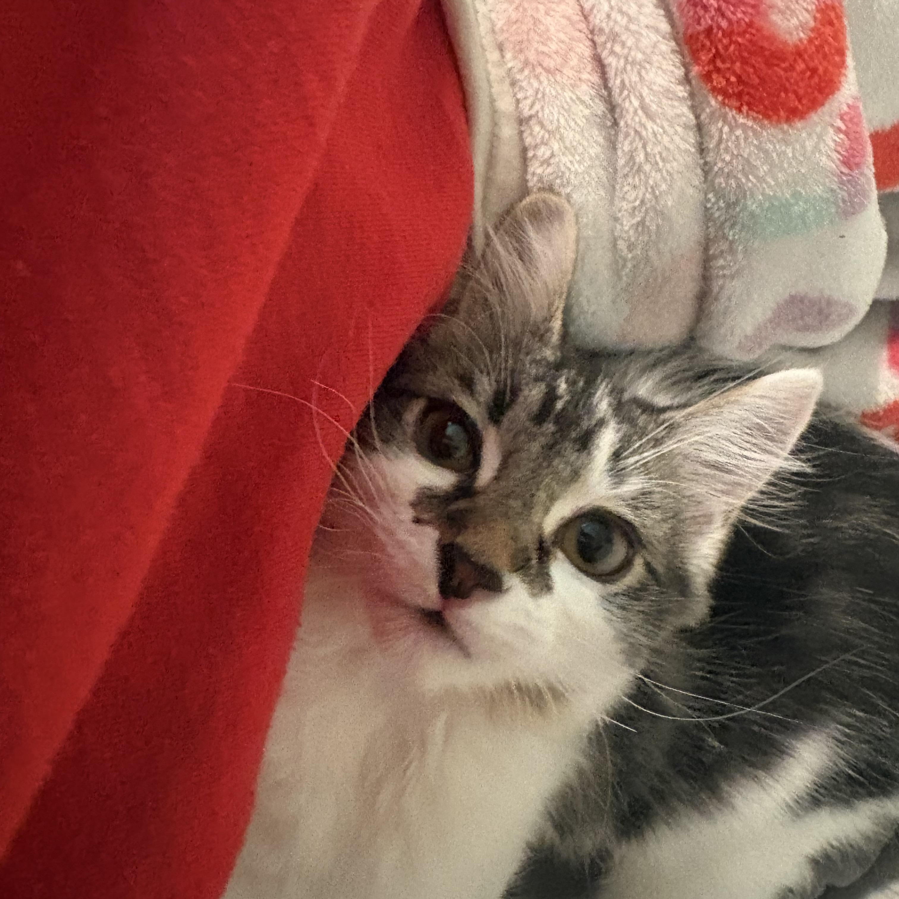 Babybel, a Adoptable Domestic Medium Hair in Woodinville, WA image 1/6