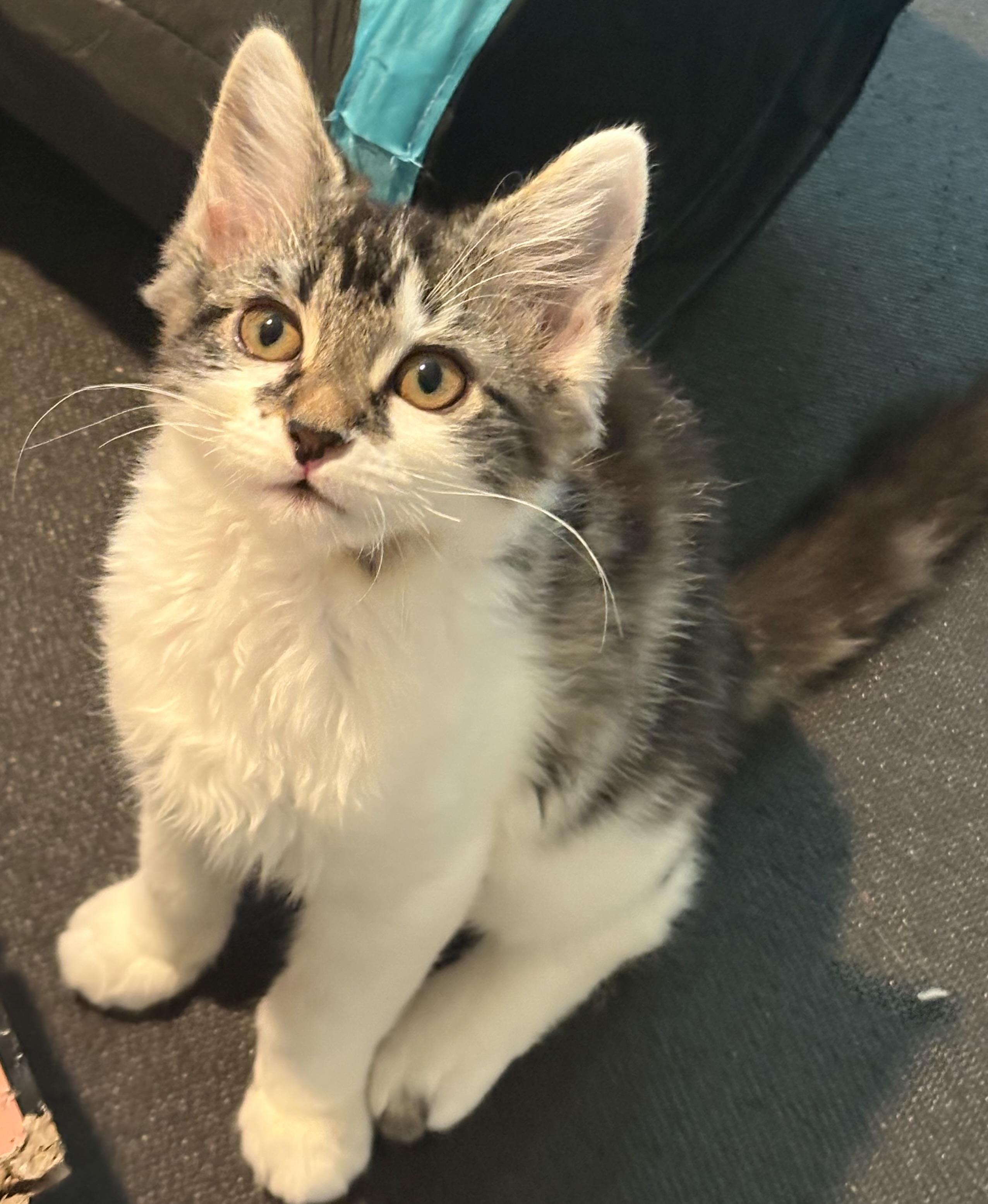 Babybel, a Adoptable Domestic Medium Hair in Woodinville, WA image 2/6