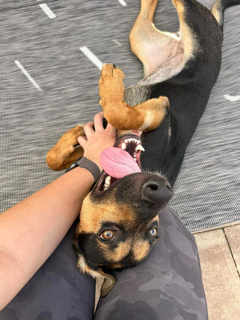 Pippin, Adoptable, Young Female German Shepherd Dog & Mixed Breed.