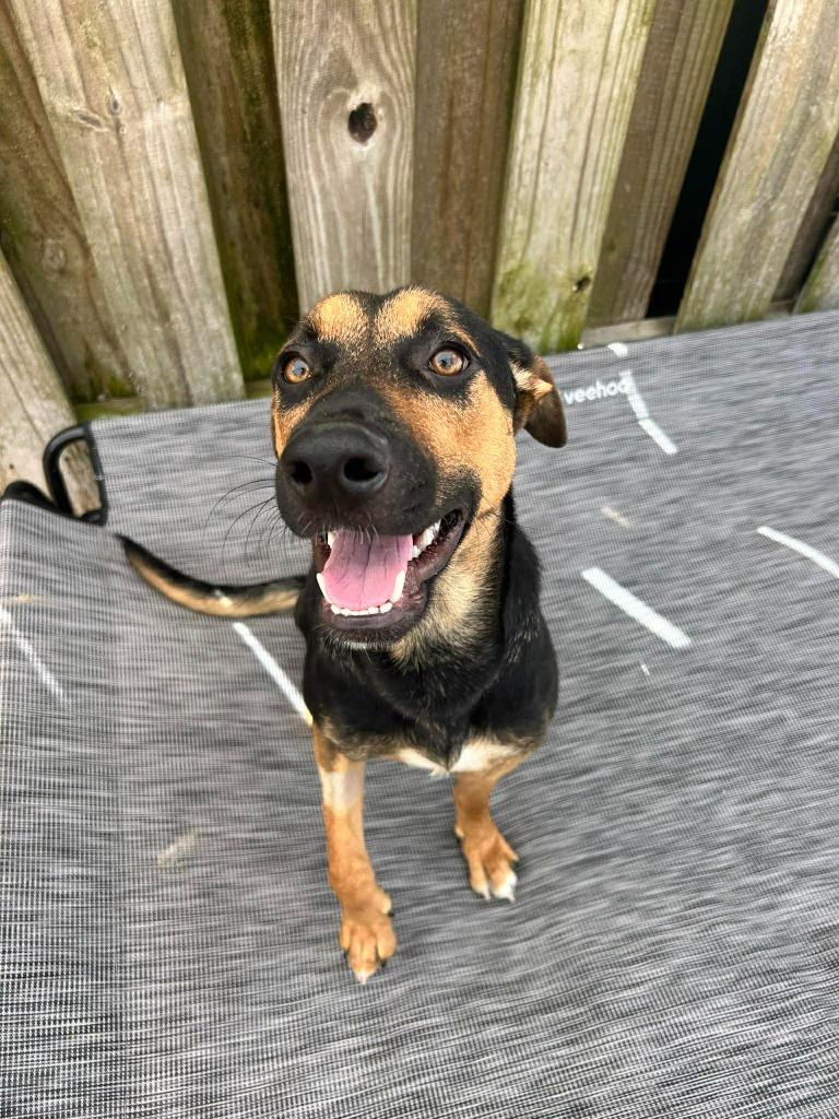 Enlarge Pippin, a Adoptable mixed breed in Sebastian, FL image 2/6