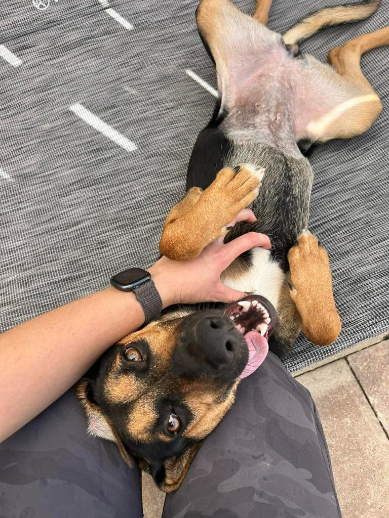 Enlarge Pippin, a Adoptable mixed breed in Sebastian, FL image 6/6