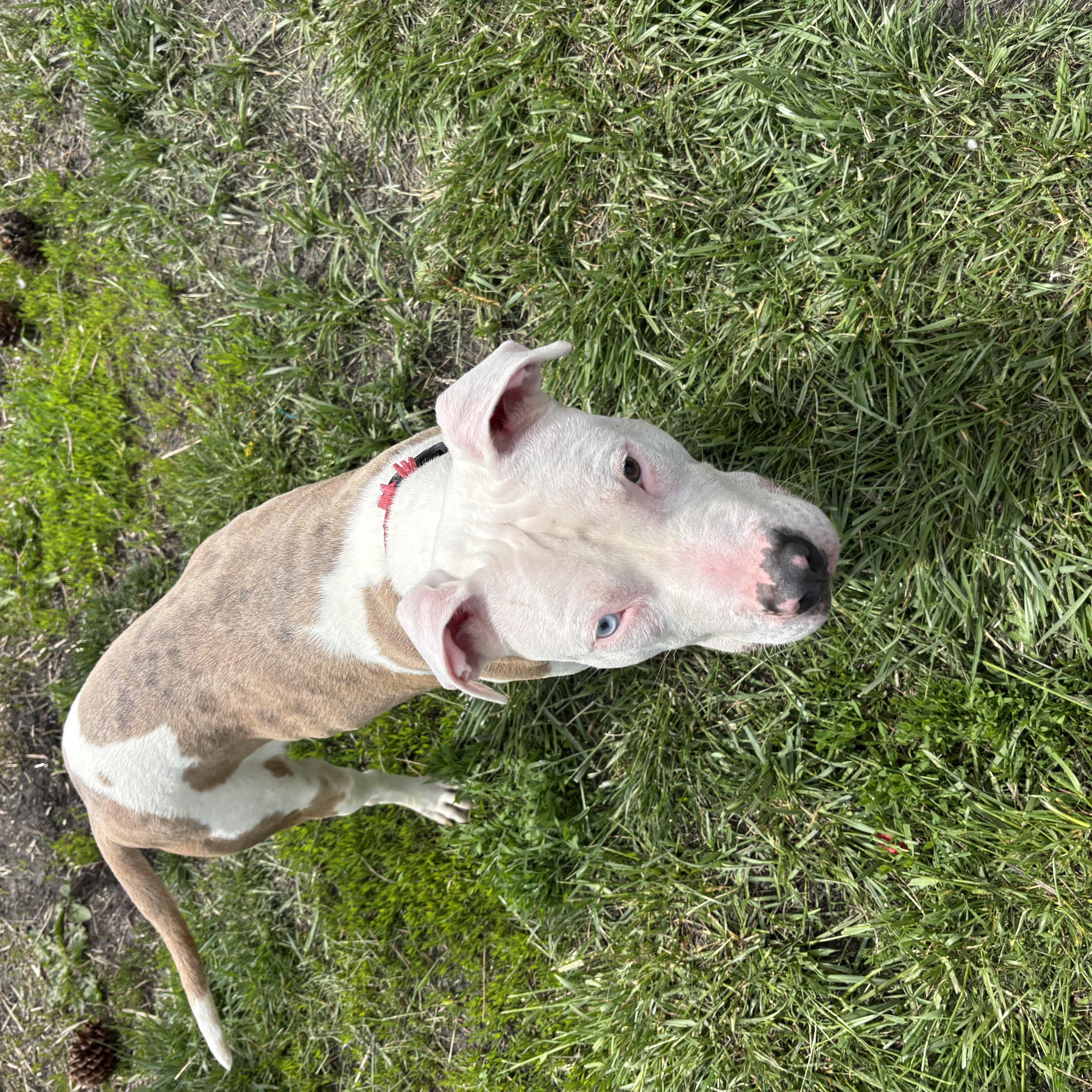 Hobby Horse, ADOPTABLE, Young Male Pit Bull Terrier.