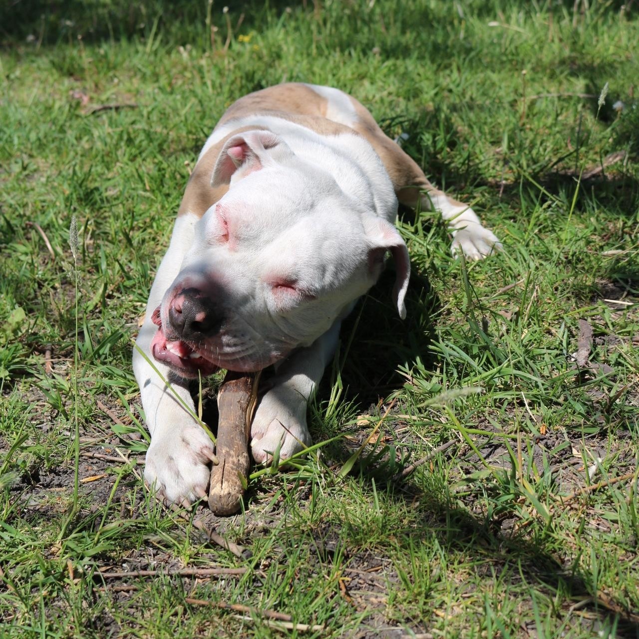 Hobby Horse, a ADOPTABLE mixed breed in La Grande, OR image 2/2