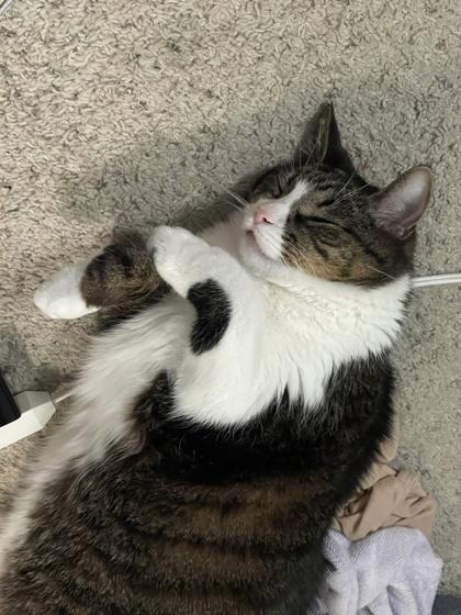 Enlarge Tubbies, a Adoptable Domestic Short Hair in Neenah, WI image 1/3