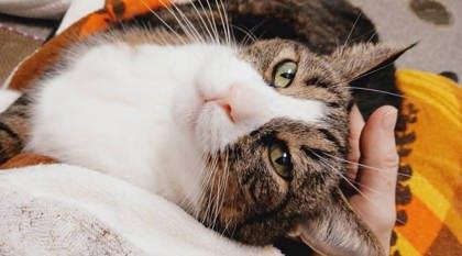 Enlarge Tubbies, a Adoptable Domestic Short Hair in Neenah, WI image 2/3