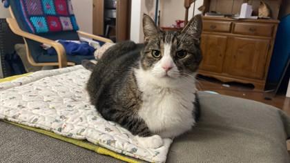Enlarge Tubbies, a Adoptable Domestic Short Hair in Neenah, WI image 3/3