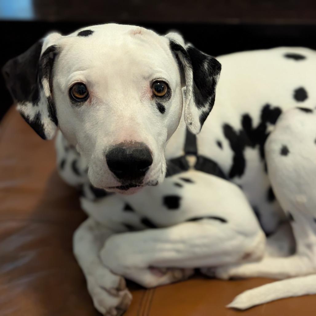 Luna, Adoptable, Adult Female Dalmatian.