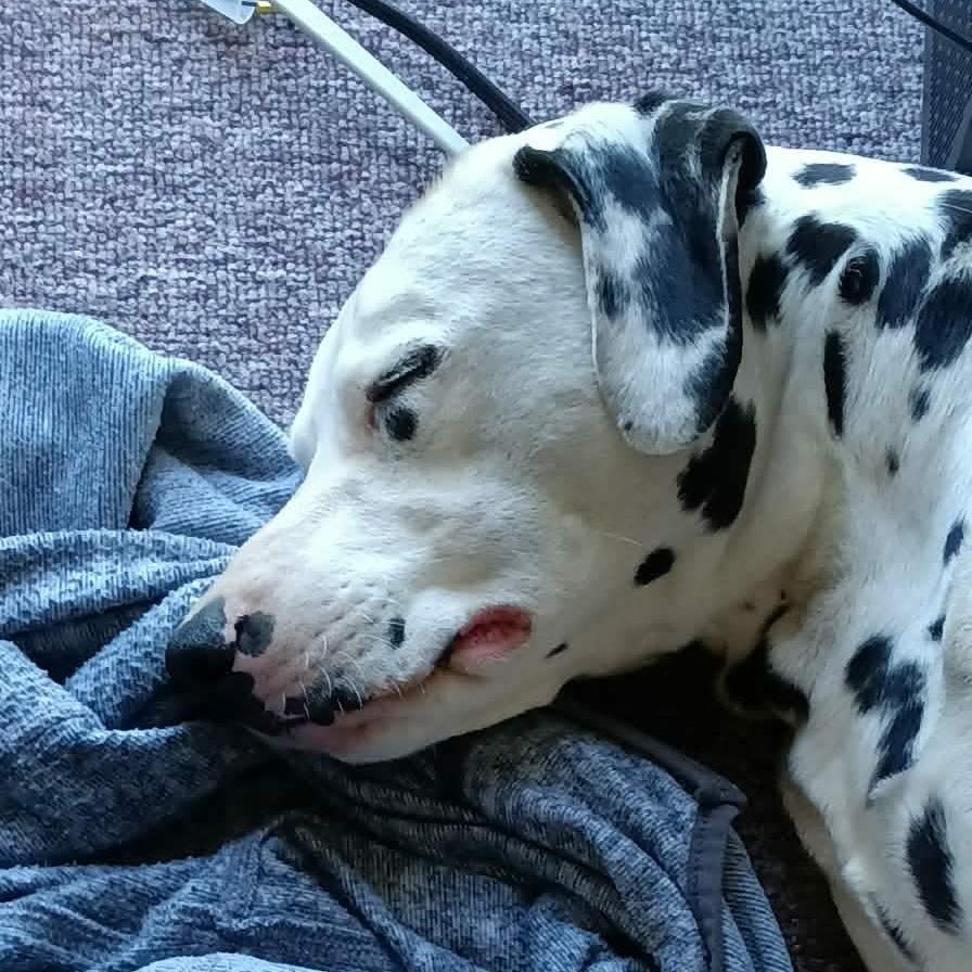 Enlarge Luna, a Adoptable Dalmatian in Houston, TX image 1/4