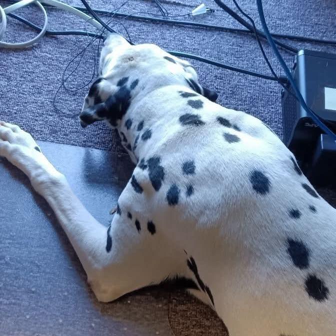 Enlarge Luna, a Adoptable Dalmatian in Houston, TX image 2/4