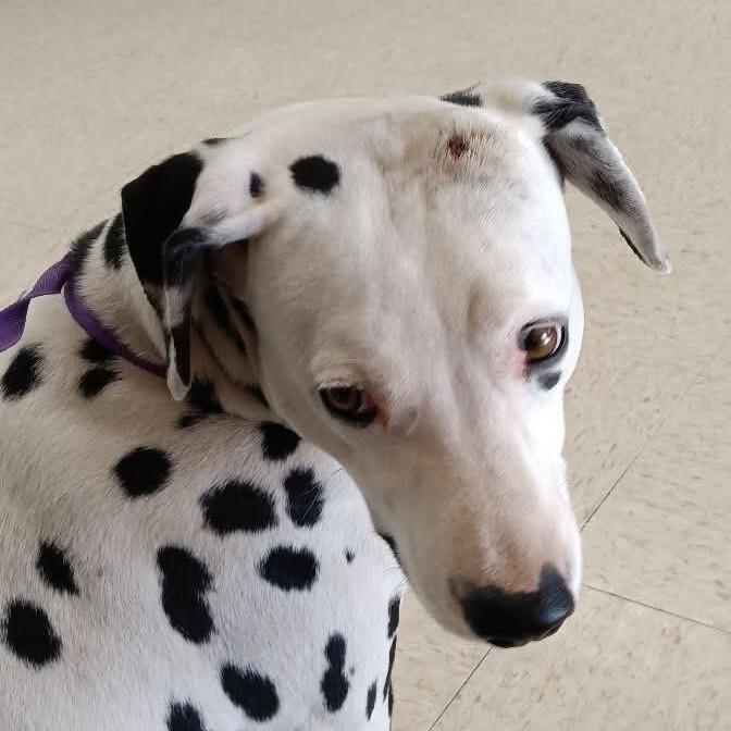 Enlarge Luna, a Adoptable Dalmatian in Houston, TX image 3/4