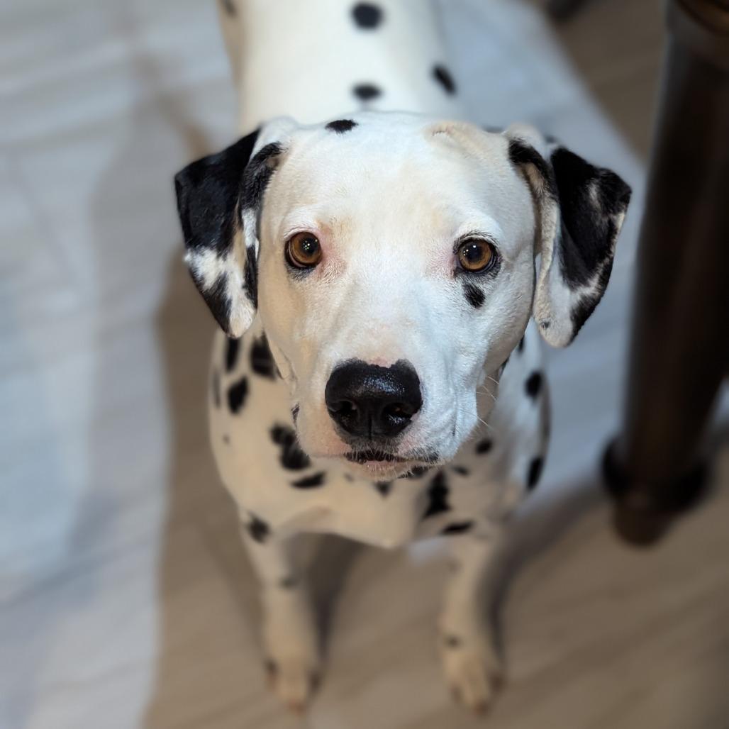 Enlarge Luna, a Adoptable Dalmatian in Houston, TX image 4/4
