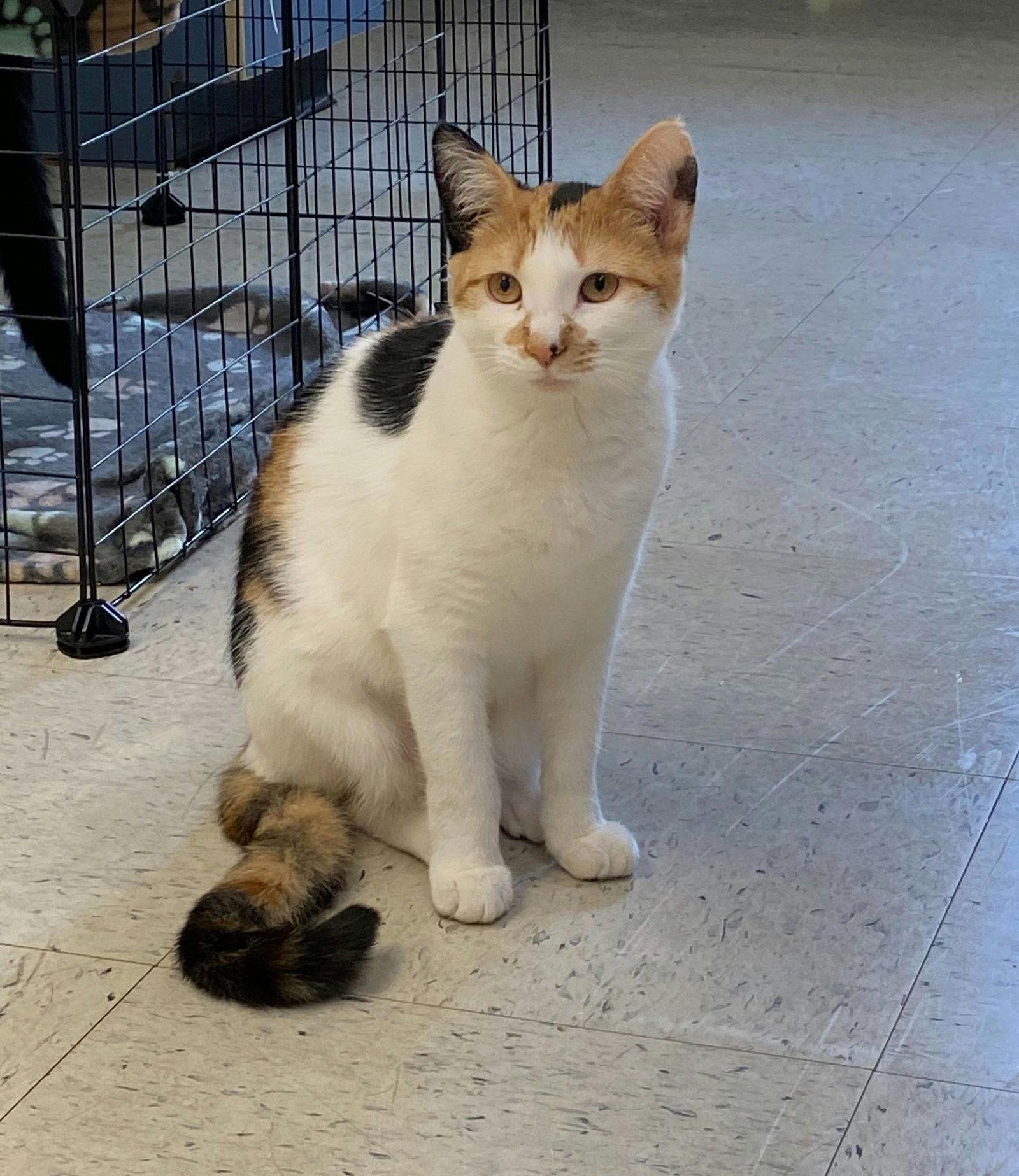 Rey, Adoptable, Young Female Calico.