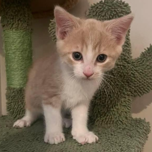 Billy Flynn, a Adoptable mixed breed in Kentwood, MI image 3/5