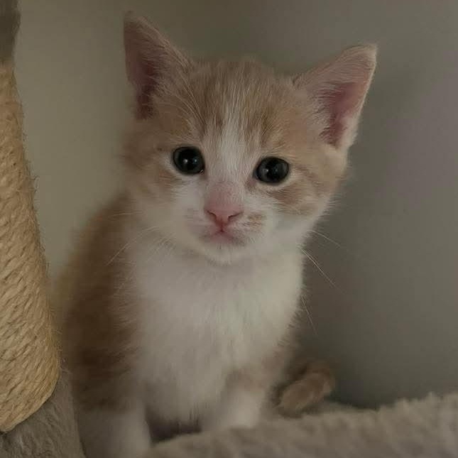 Billy Flynn, a Adoptable mixed breed in Kentwood, MI image 5/5
