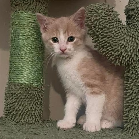 Billy Flynn, a Adoptable mixed breed in Kentwood, MI image 2/5