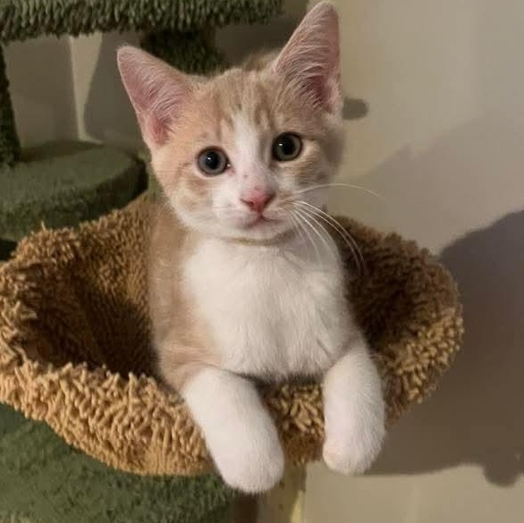 Billy Flynn, a Adoptable mixed breed in Kentwood, MI image 1/5
