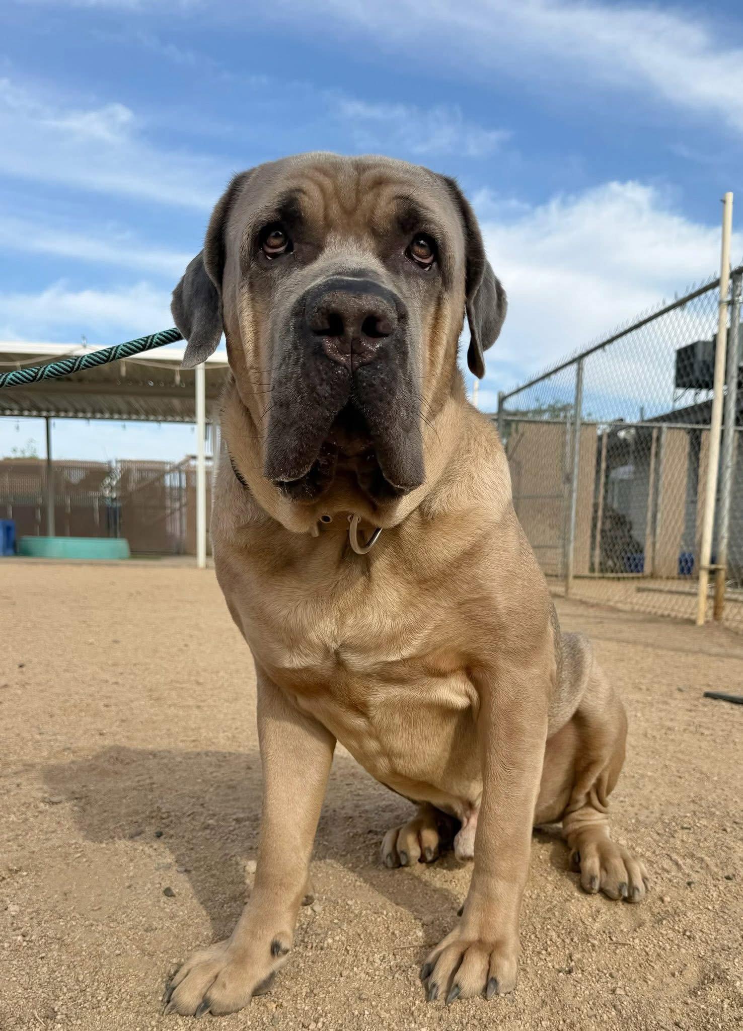 Enzo adopted, Adoptable, Young Male Cane Corso.