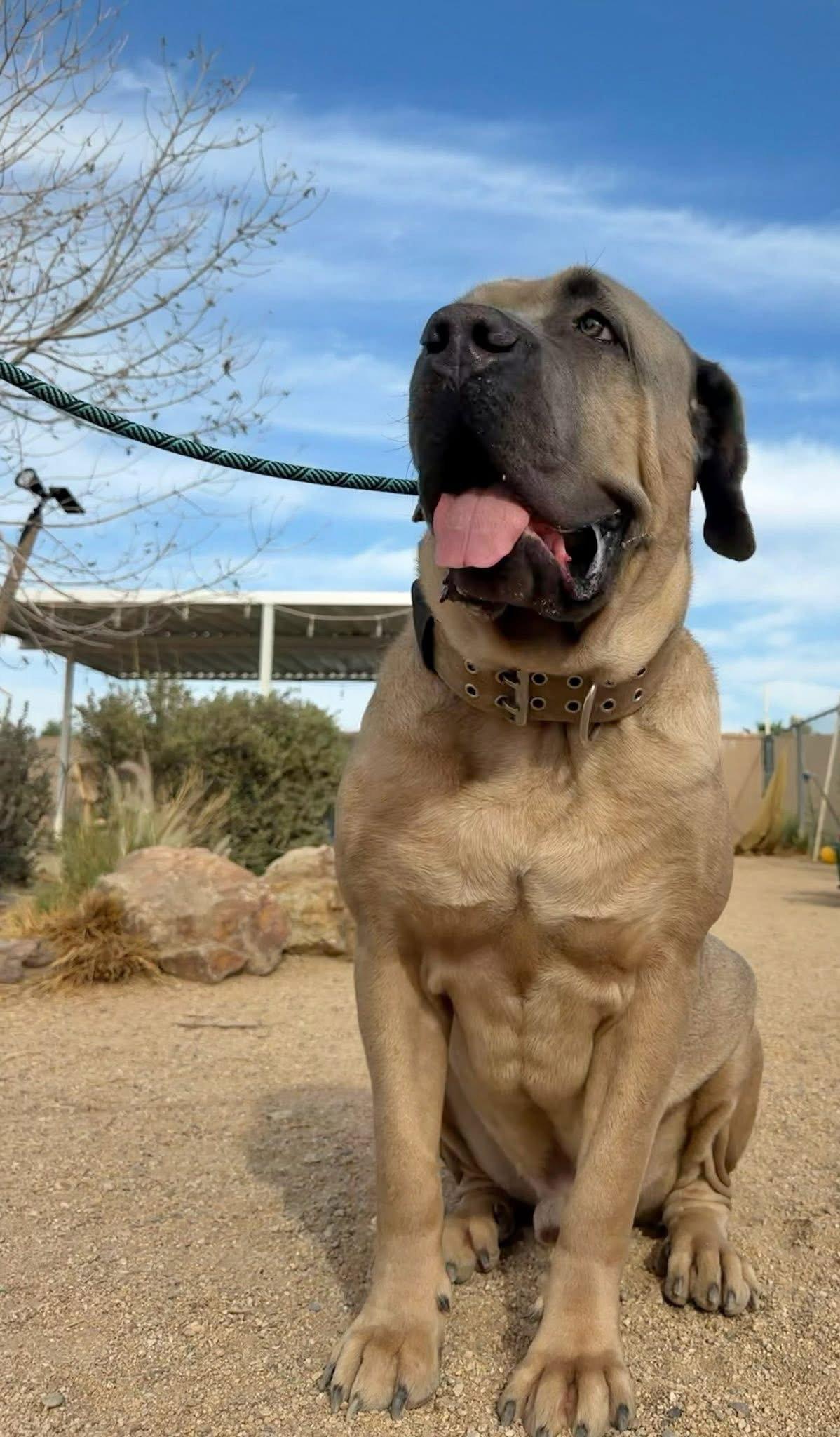 Enlarge Enzo, a Adoptable Cane Corso in Glendale, AZ image 2/3