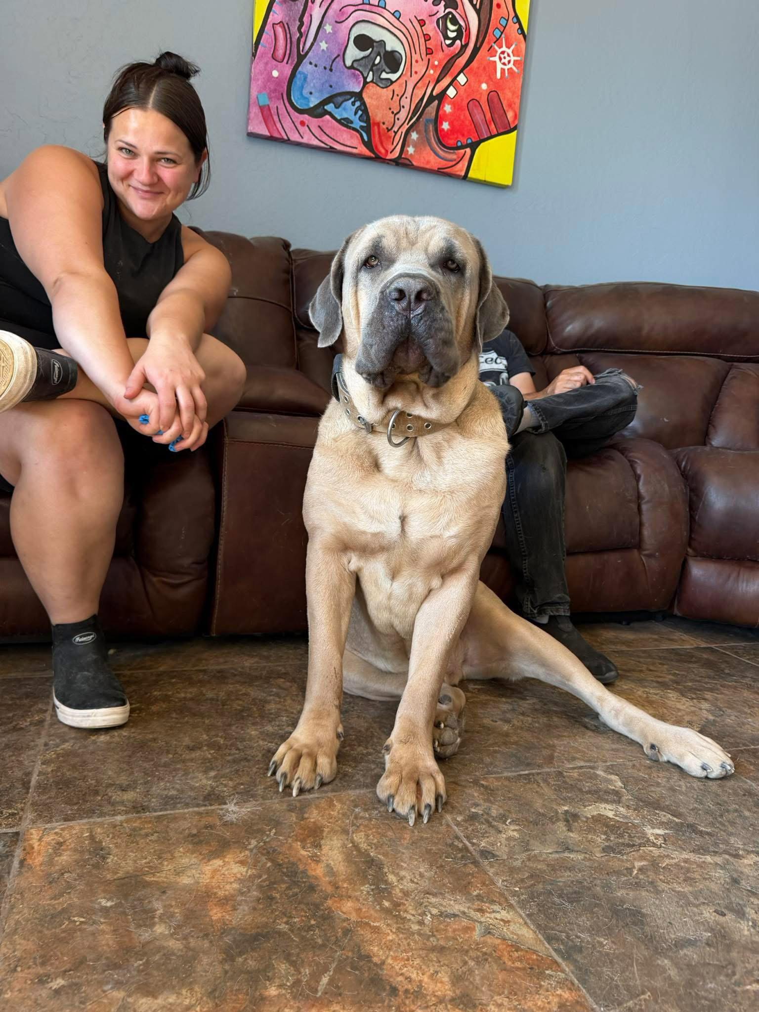 Enlarge Enzo, a Adoptable Cane Corso in Glendale, AZ image 3/3