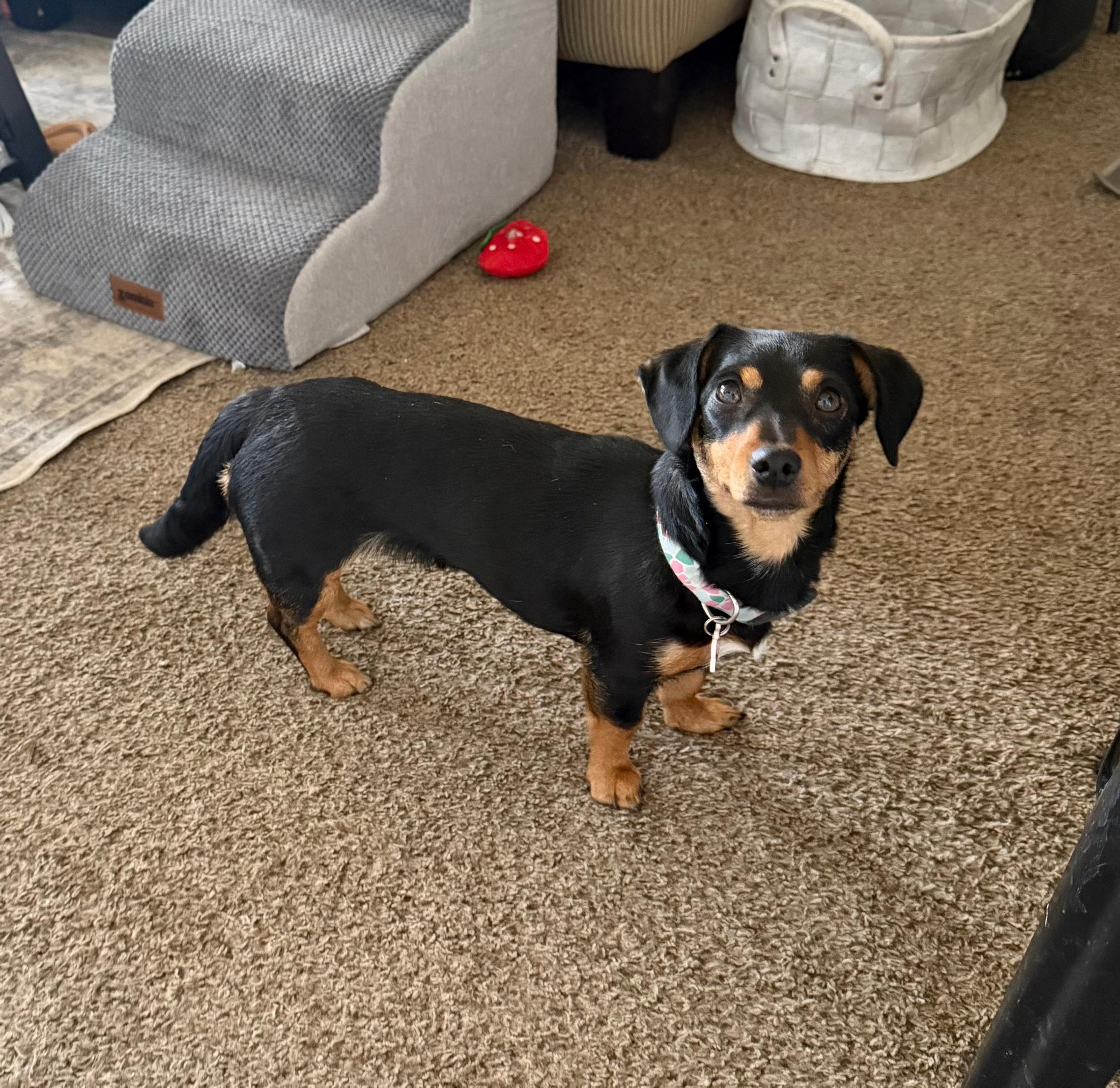 Ruby, ADOPTABLE, Young Female Dachshund & Chihuahua.