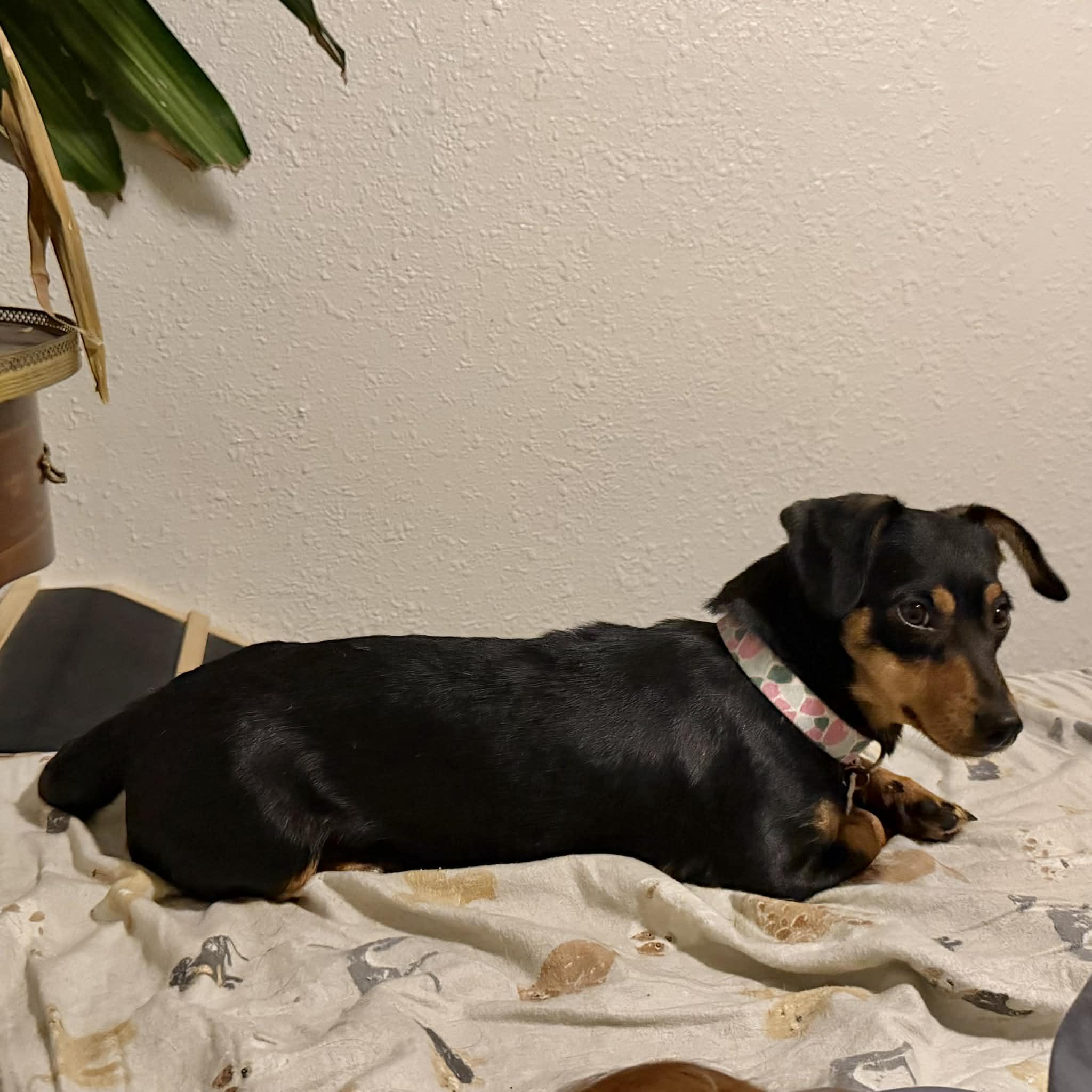 Enlarge Ruby, a ADOPTABLE mixed breed in Boulder, CO image 5/6