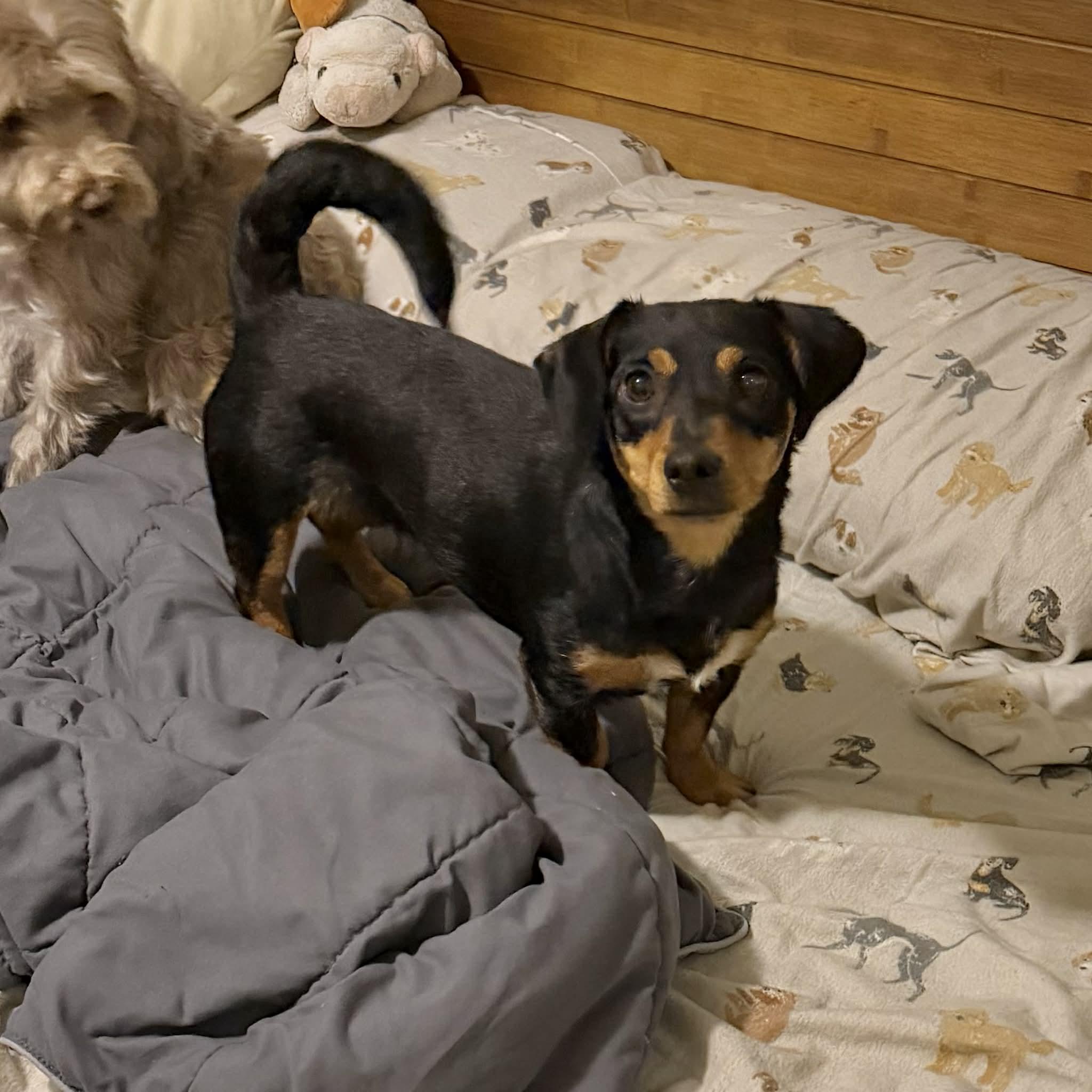 Enlarge Ruby, a ADOPTABLE mixed breed in Boulder, CO image 3/6