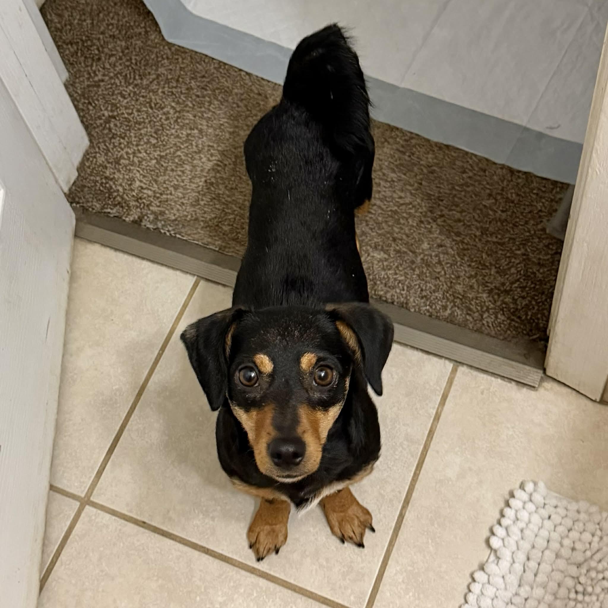 Enlarge Ruby, a ADOPTABLE mixed breed in Boulder, CO image 4/6