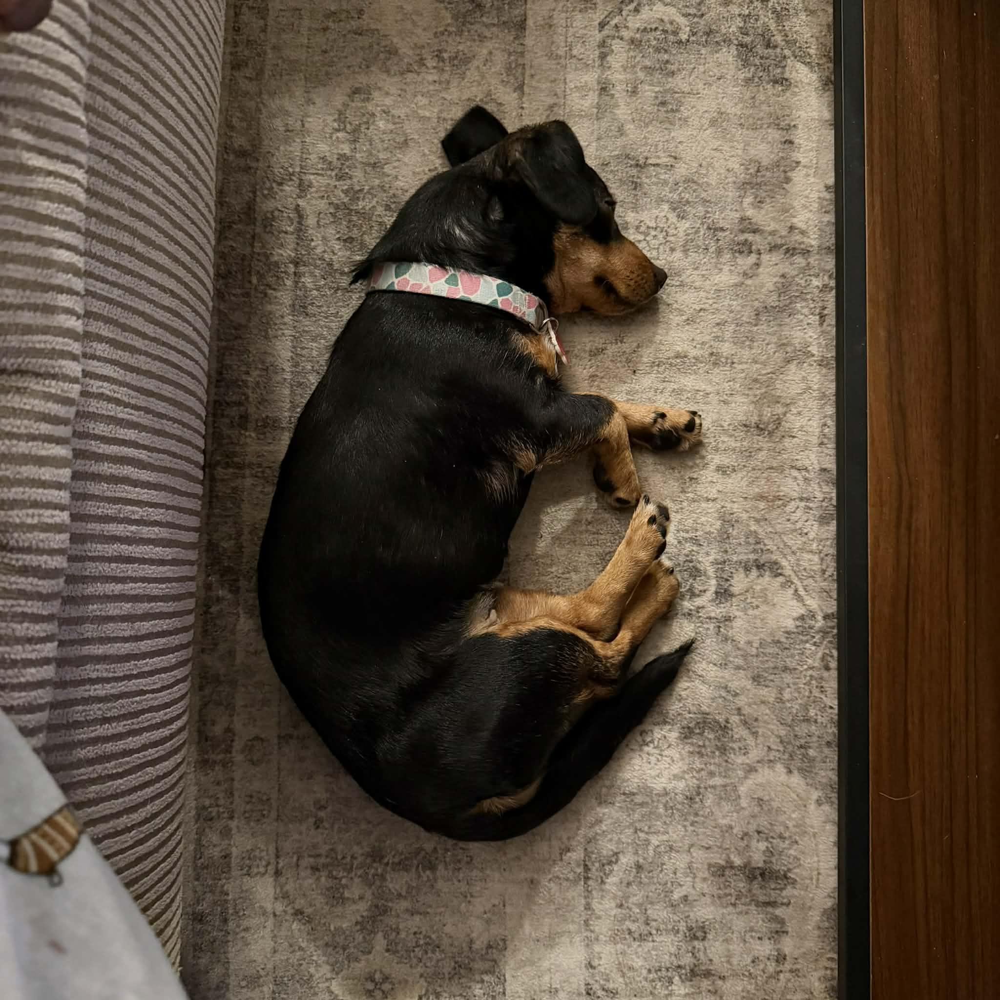 Enlarge Ruby, a ADOPTABLE mixed breed in Boulder, CO image 6/6