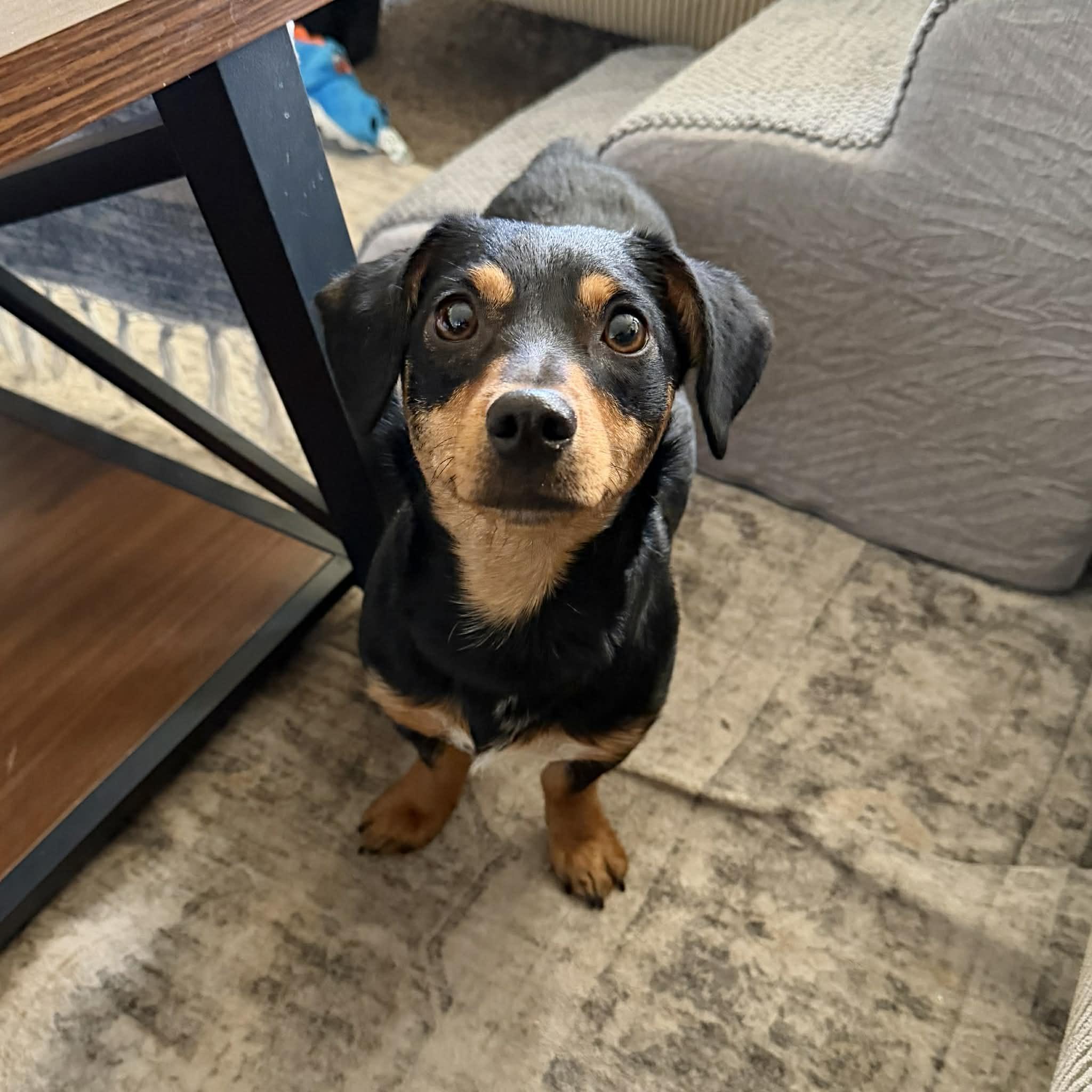 Enlarge Ruby, a ADOPTABLE mixed breed in Boulder, CO image 1/6