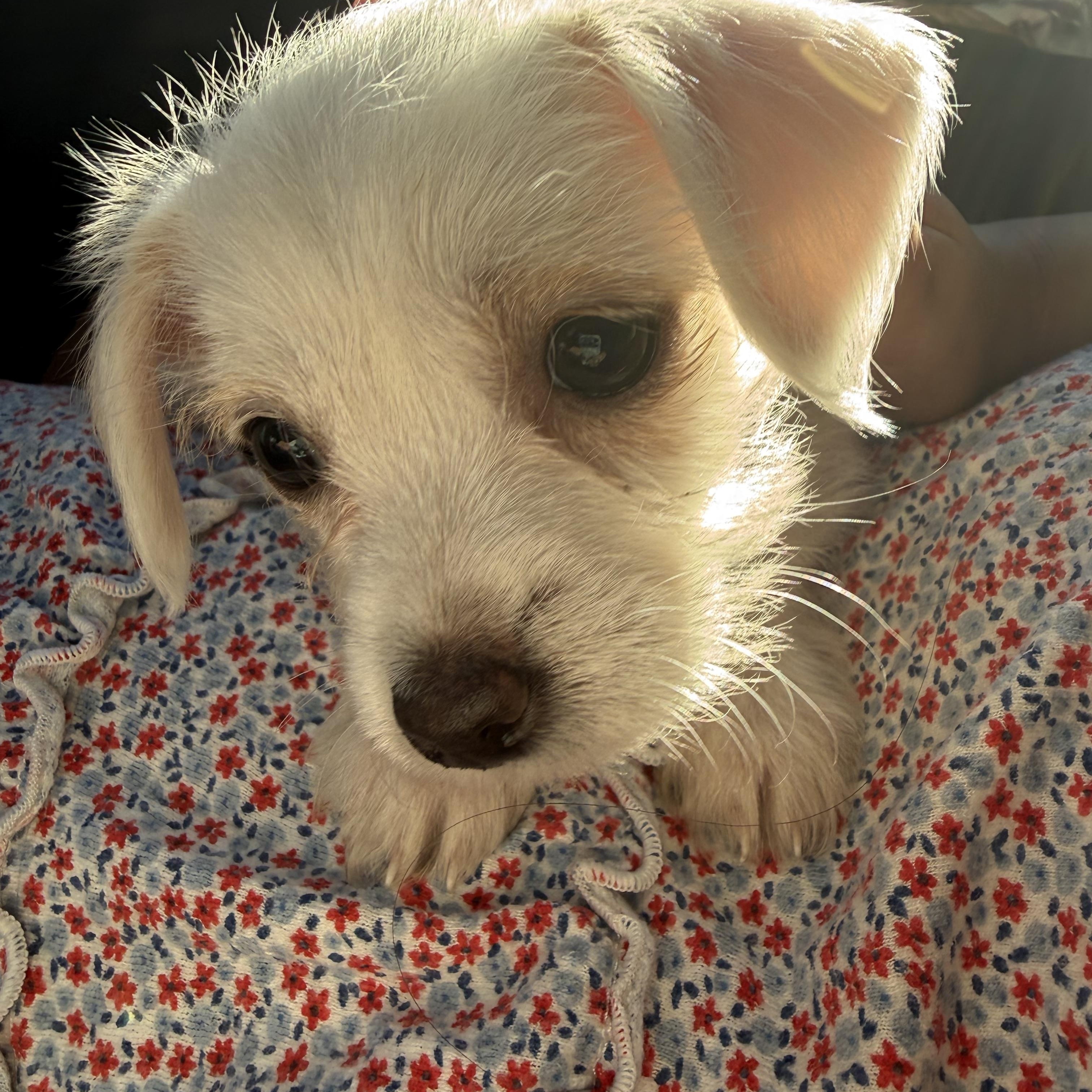 Enlarge Addy, an adopted mixed breed in Redlands , CA image 2/2