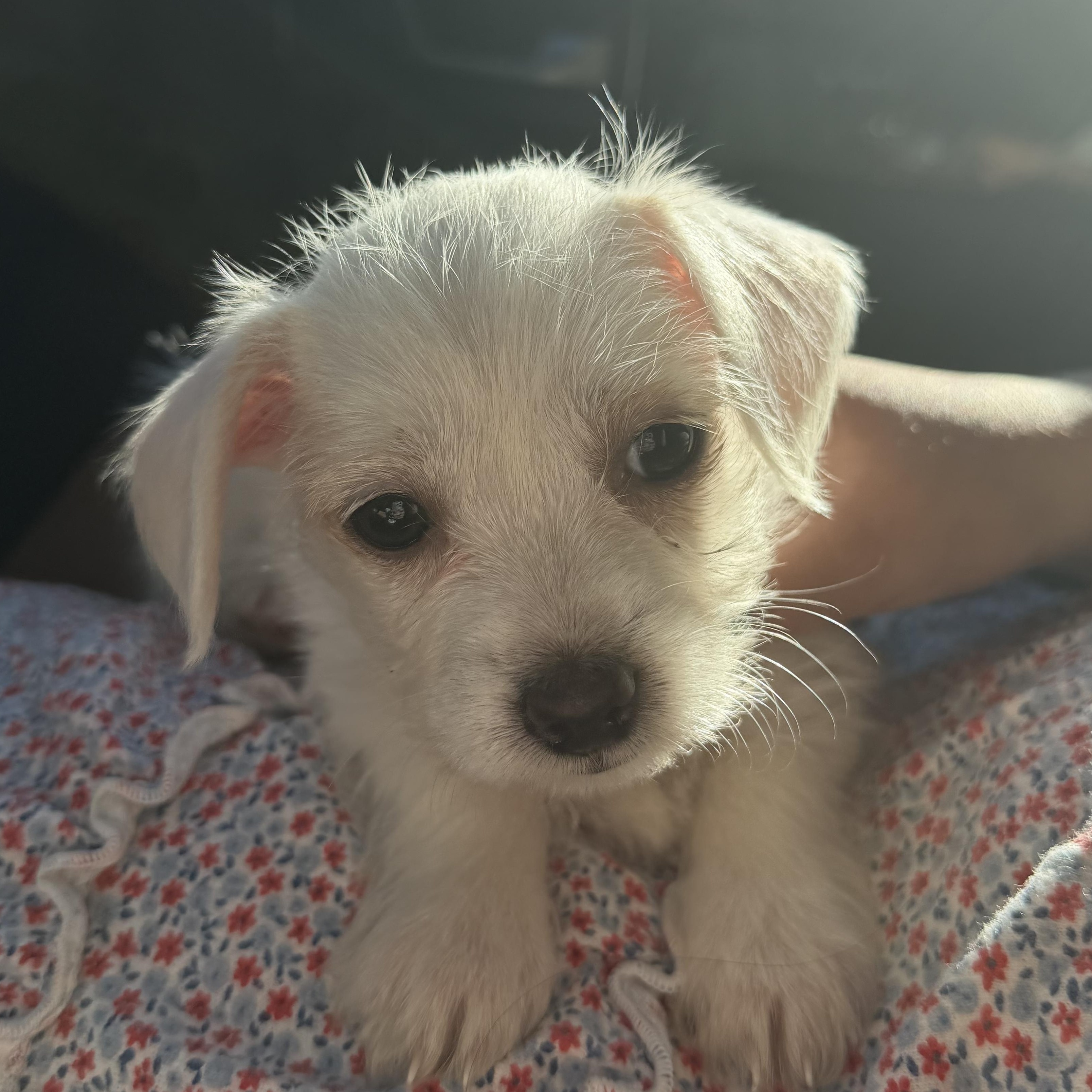 Addy, adopted, Puppy Female Chihuahua & Silky Terrier.