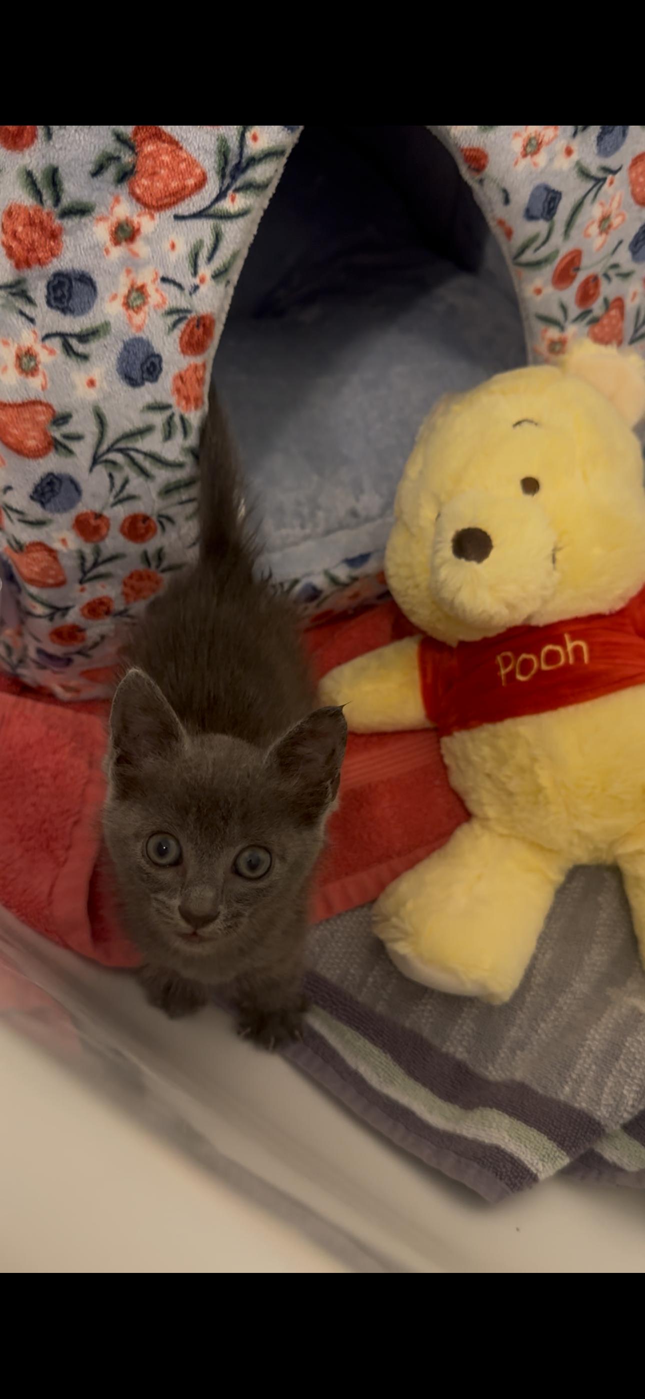 Winnie, adopted, Kitten Female Russian Blue.