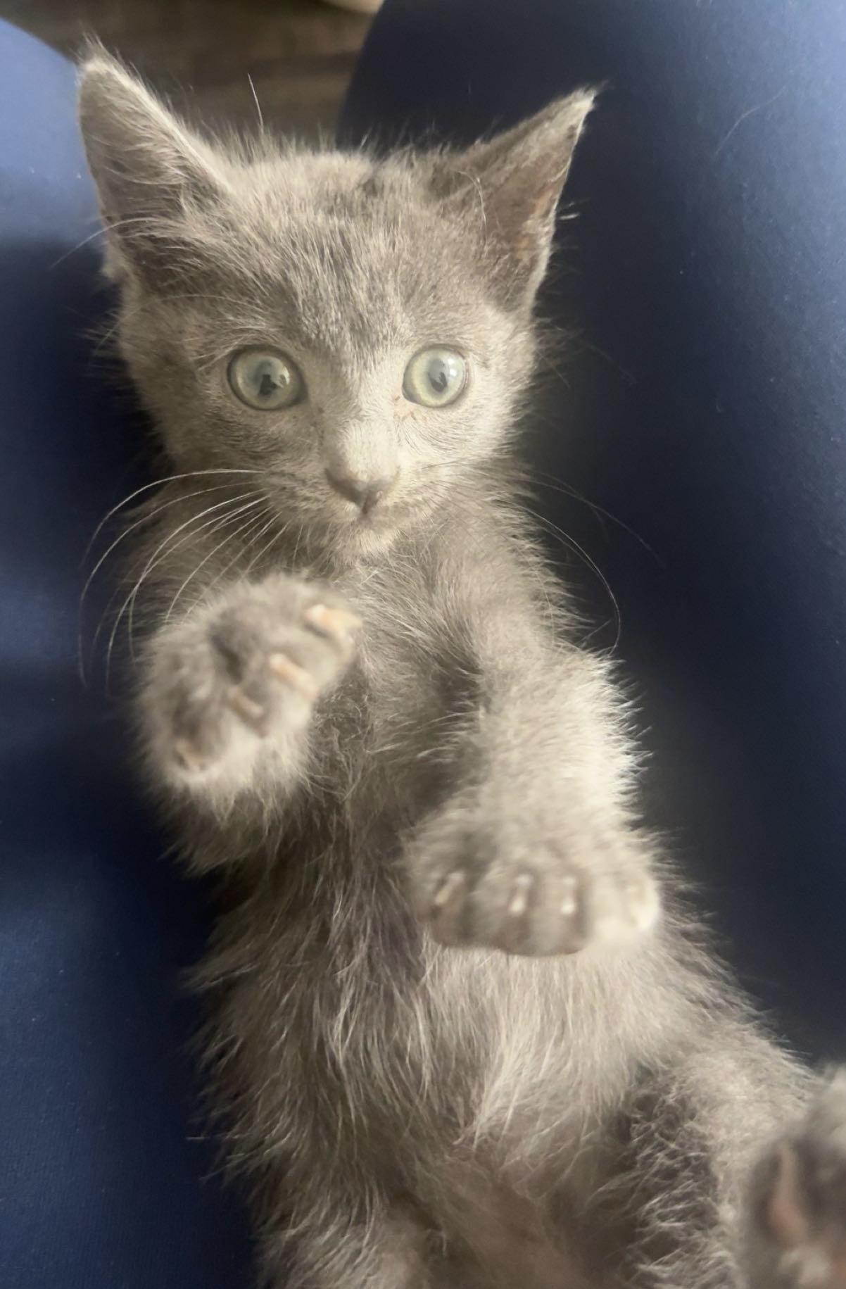 Winnie, an adopted Russian Blue in Gainesville, FL image 4/4