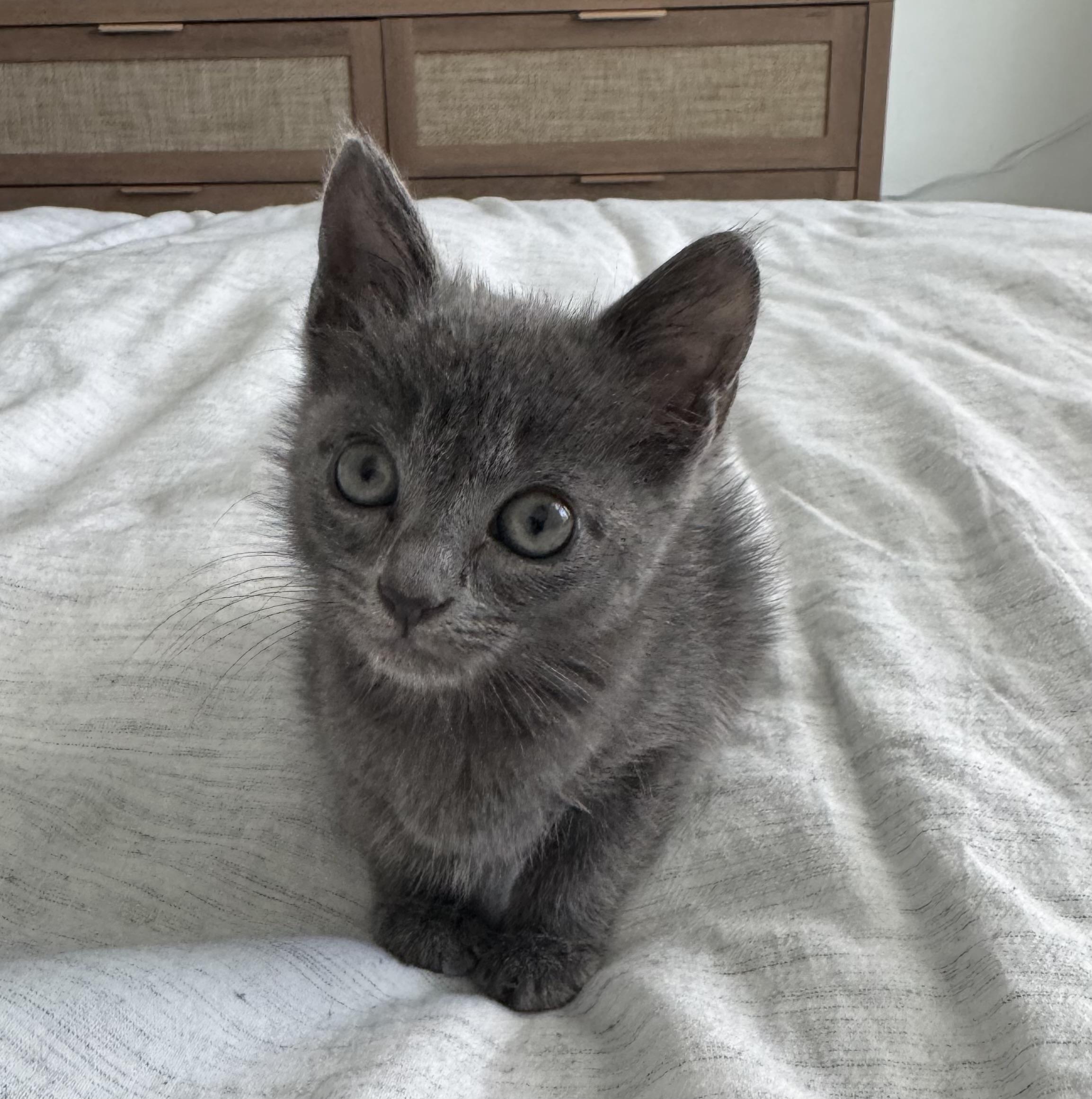 Winnie, an adopted Russian Blue in Gainesville, FL image 3/4