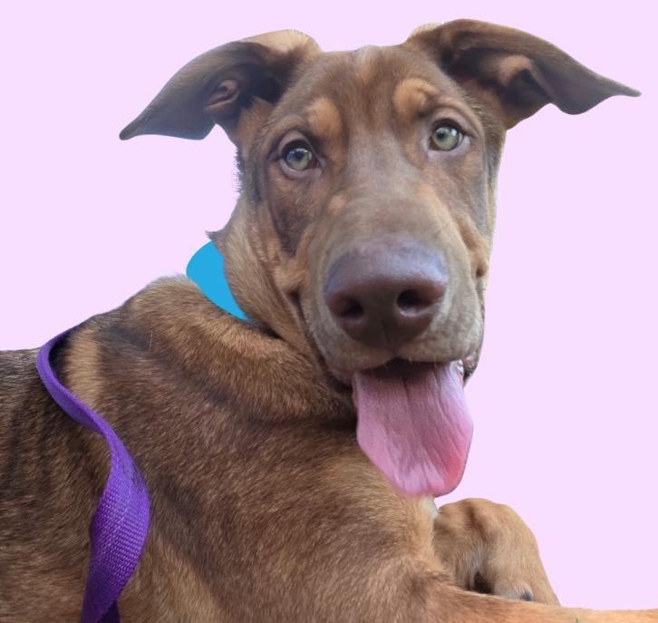 Arlo, Adoptable, Puppy Male Doberman Pinscher & German Shepherd Dog.