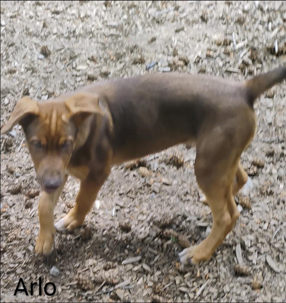 Arlo, Adoptable, Puppy Male Doberman Pinscher & German Shepherd Dog.