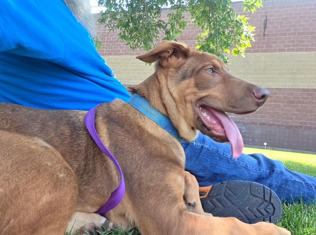 Arlo, a Adoptable mixed breed in Thompson Falls, MT image 3/4