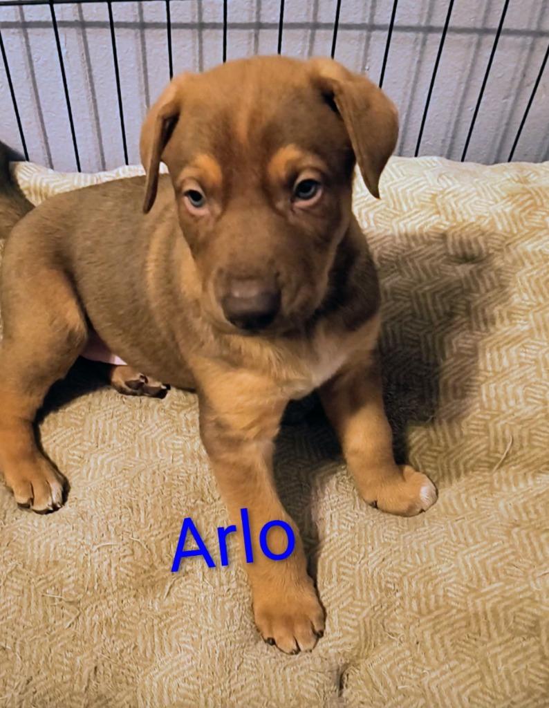 Enlarge Arlo, a Adoptable mixed breed in Thompson Falls, MT image 1/1