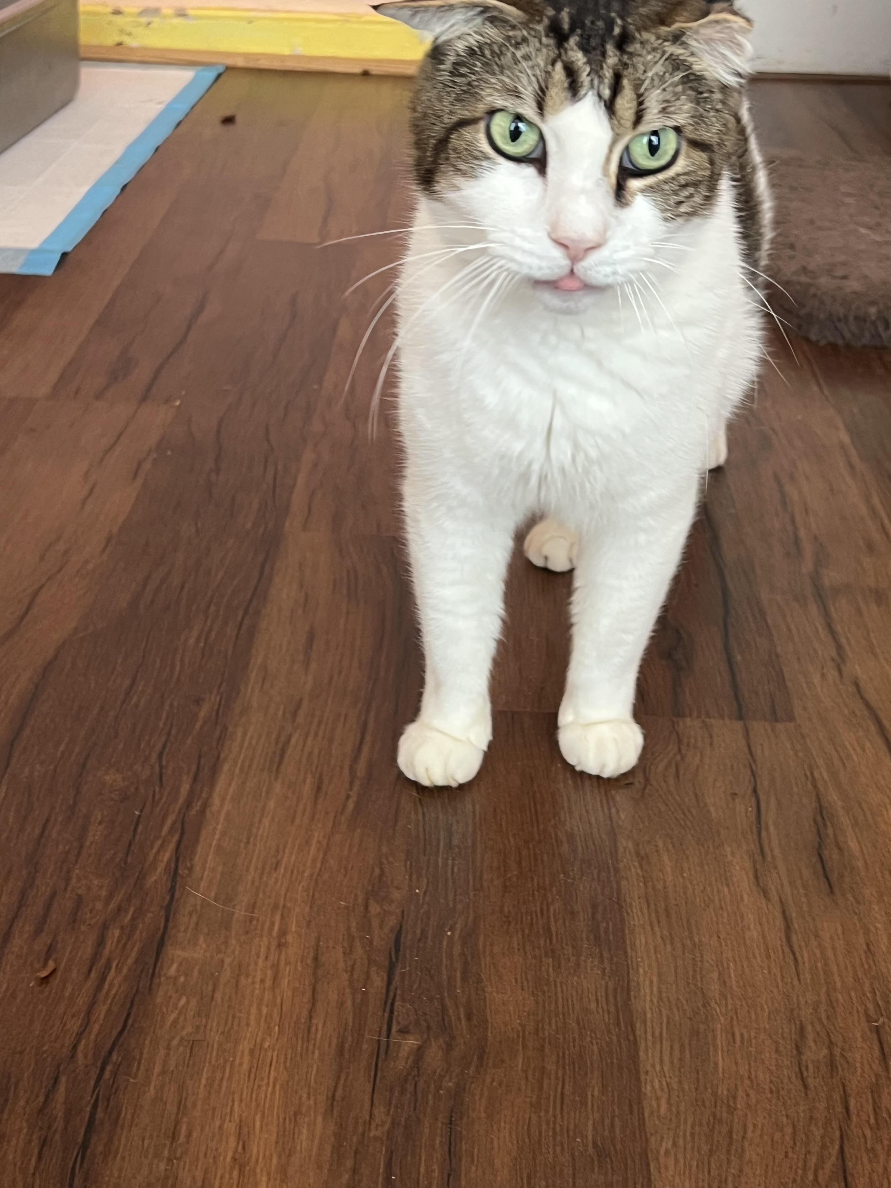 King Kong, a Adoptable Domestic Short Hair in Hudson, NY image 2/3