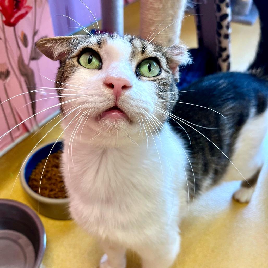 King Kong, a Adoptable Domestic Short Hair in Hudson, NY image 1/3