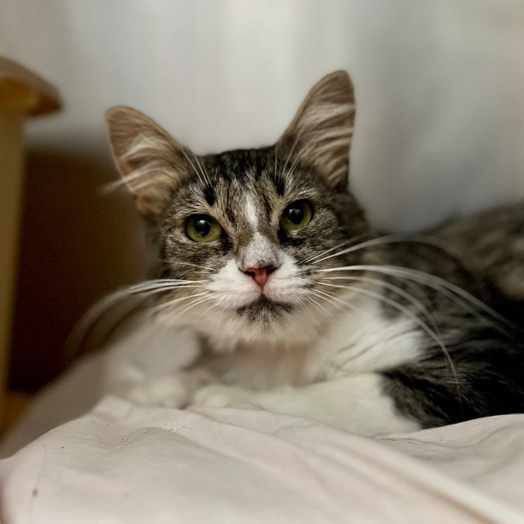 Enlarge Starlight, a Adoptable mixed breed in Los Angeles, CA image 1/6