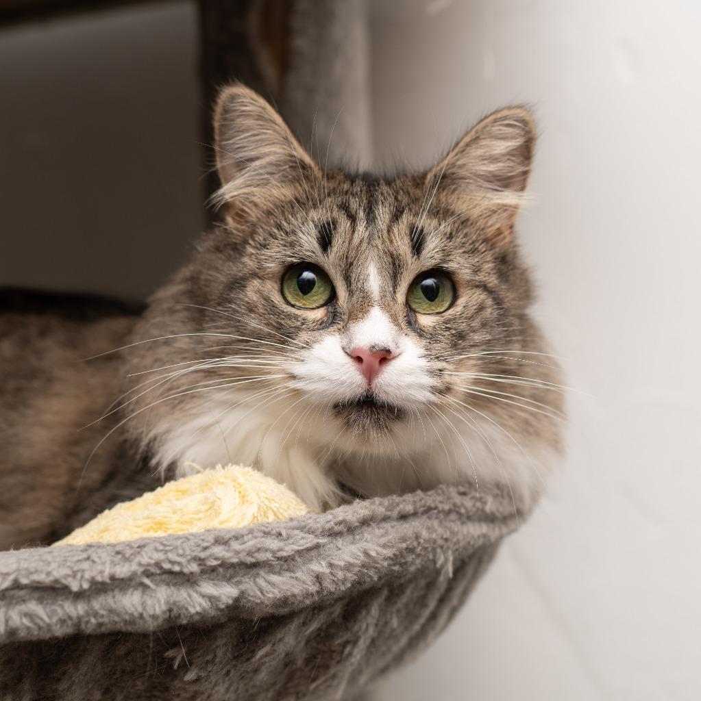 Enlarge Starlight, a Adoptable mixed breed in Los Angeles, CA image 2/6