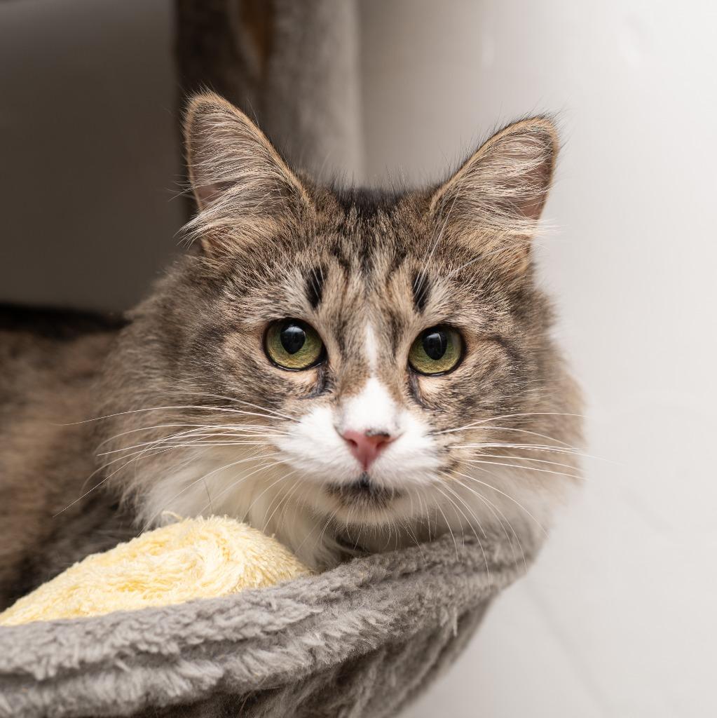 Enlarge Starlight, a Adoptable mixed breed in Los Angeles, CA image 3/6