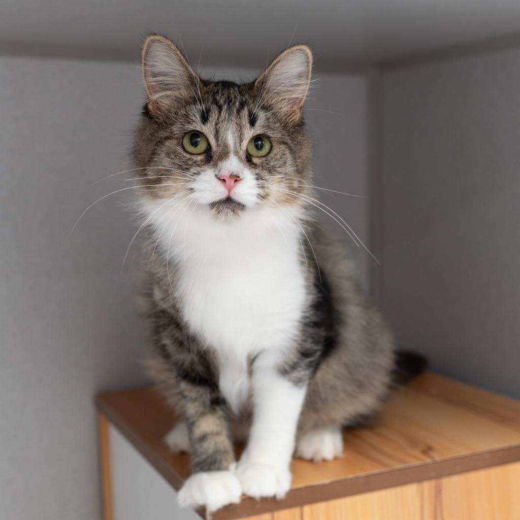 Enlarge Starlight, a Adoptable mixed breed in Los Angeles, CA image 4/6