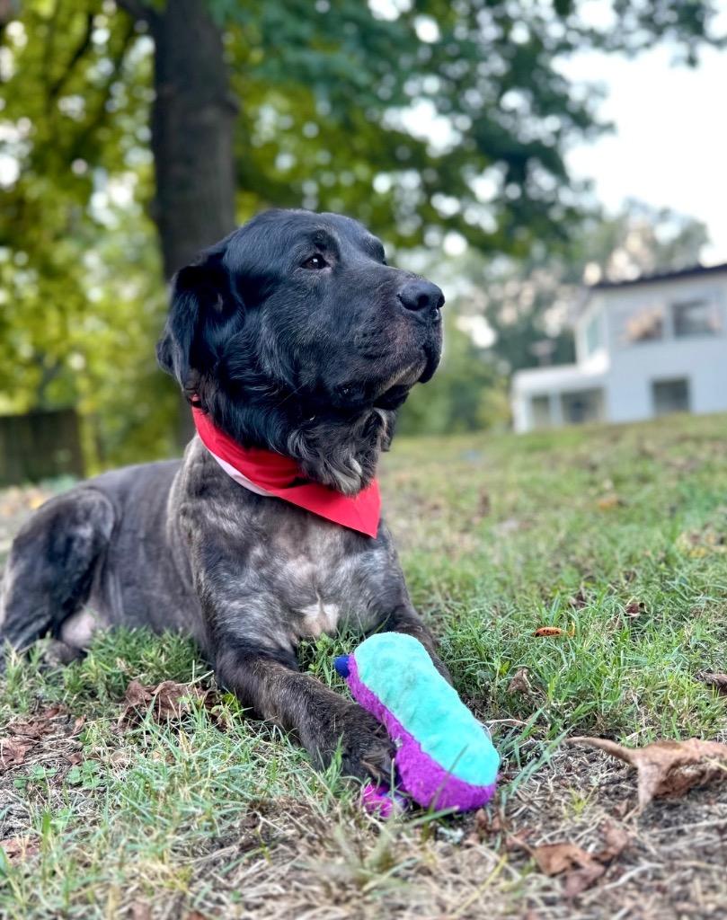 Shadow (Local), Adoptable, Senior Male Retriever.