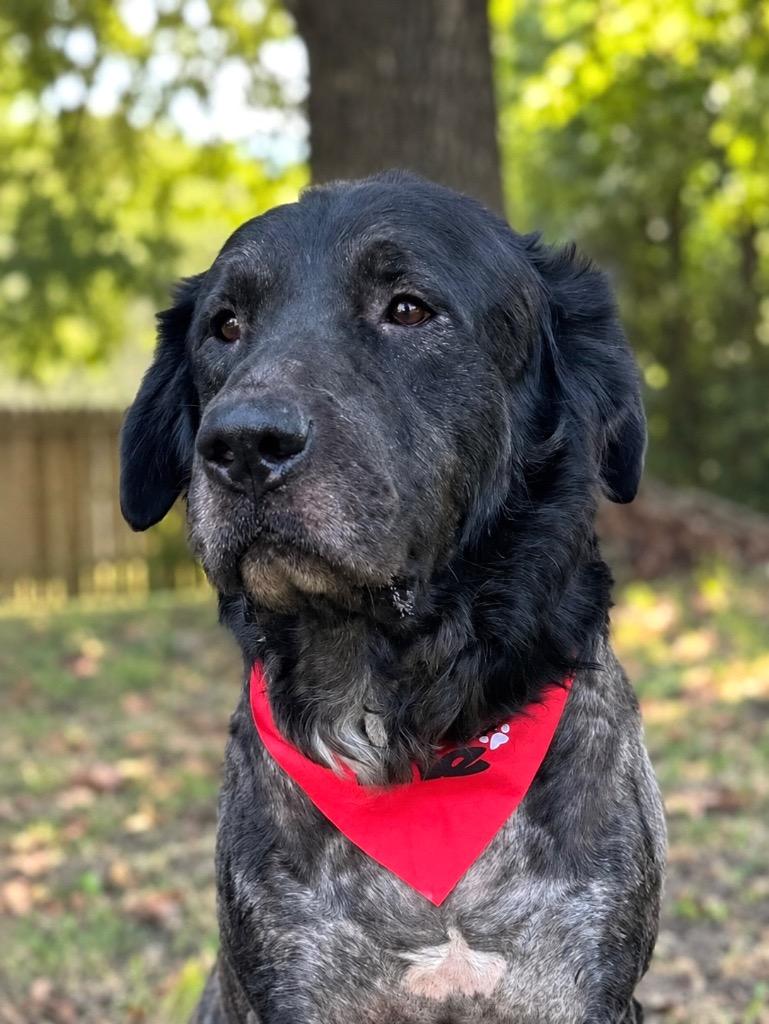 Enlarge Shadow (Local), a Adoptable mixed breed in Princeton, MA image 2/6