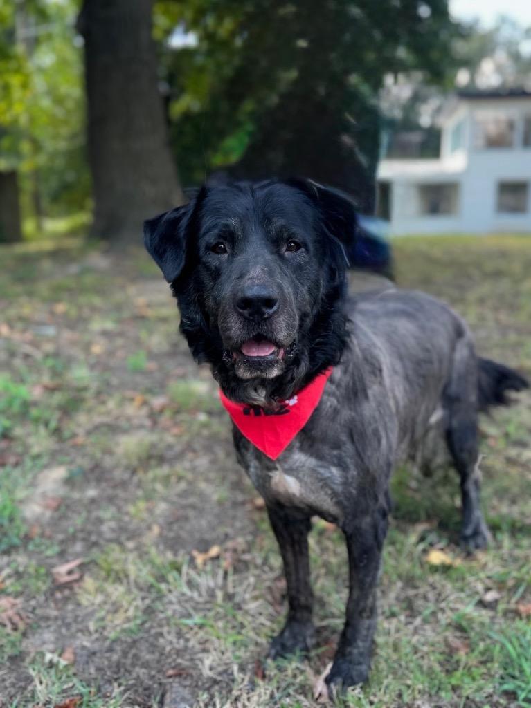 Enlarge Shadow (Local), a Adoptable mixed breed in Princeton, MA image 3/6
